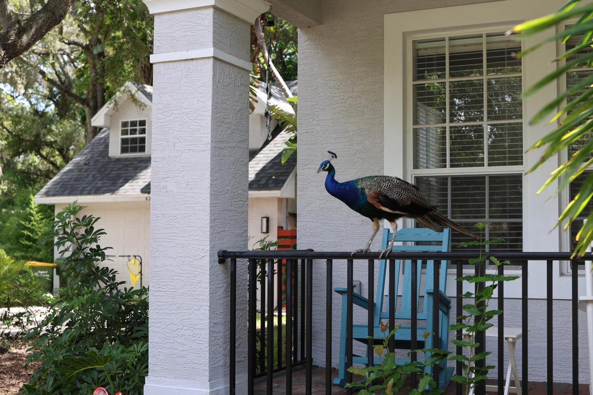 Key West Style-Livin' Villa Sarasota Eksteriør billede